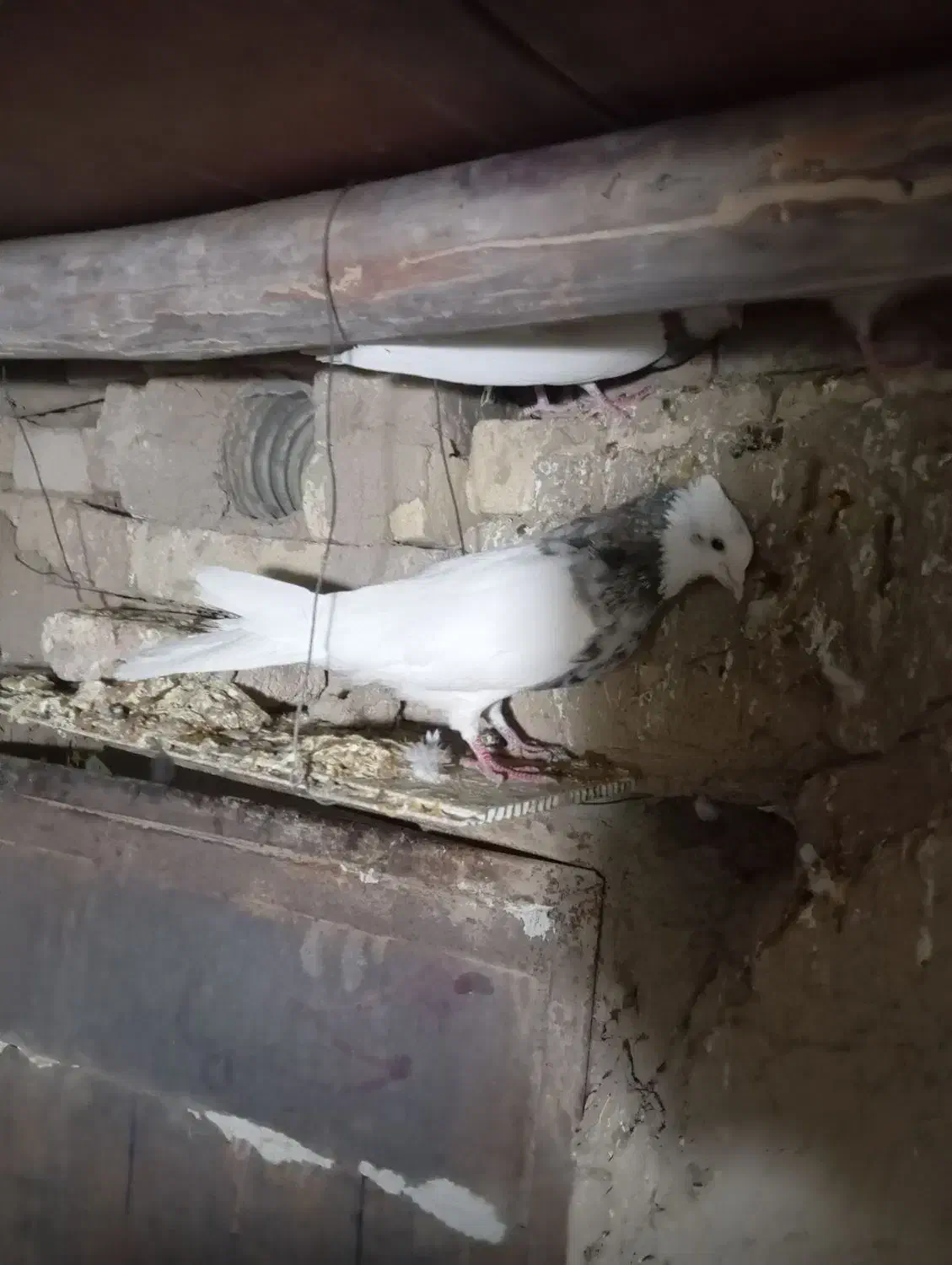 طوقی|پرنده|شراء, |دیوار