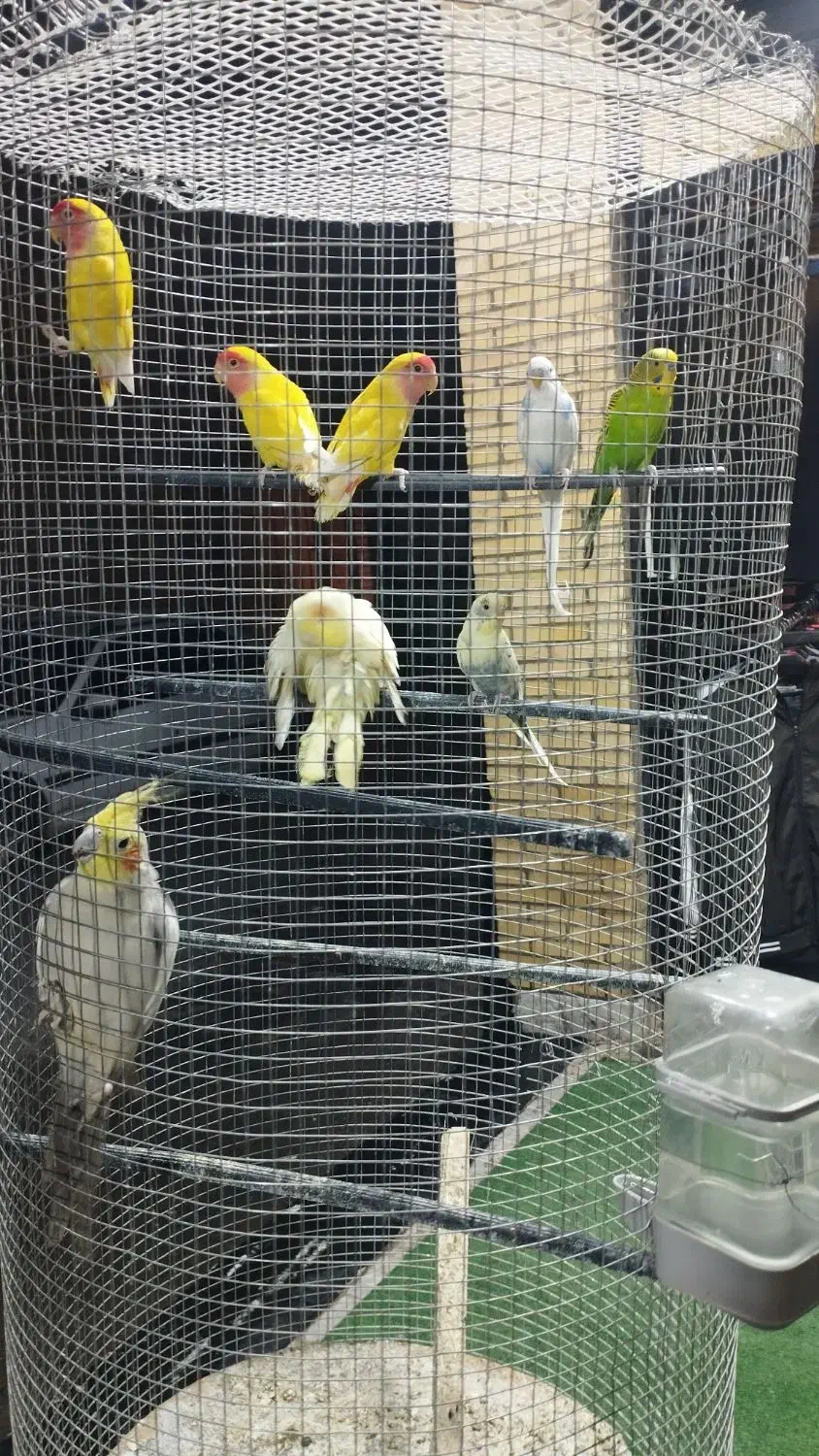 عروس،کوتوله،مرغعشق|پرنده|اردکان, |دیوار