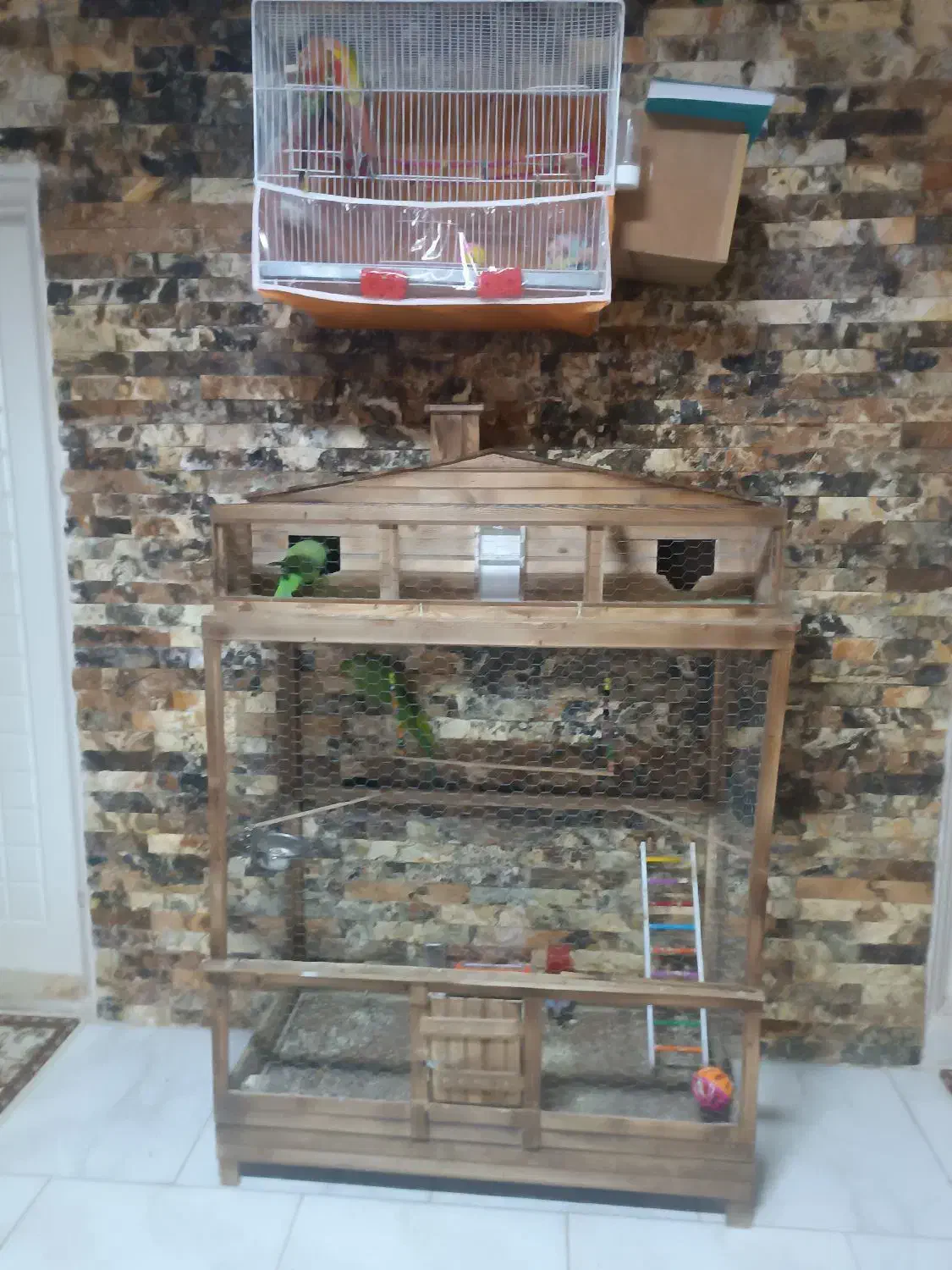 پرنده|پرنده|گناباد, |دیوار