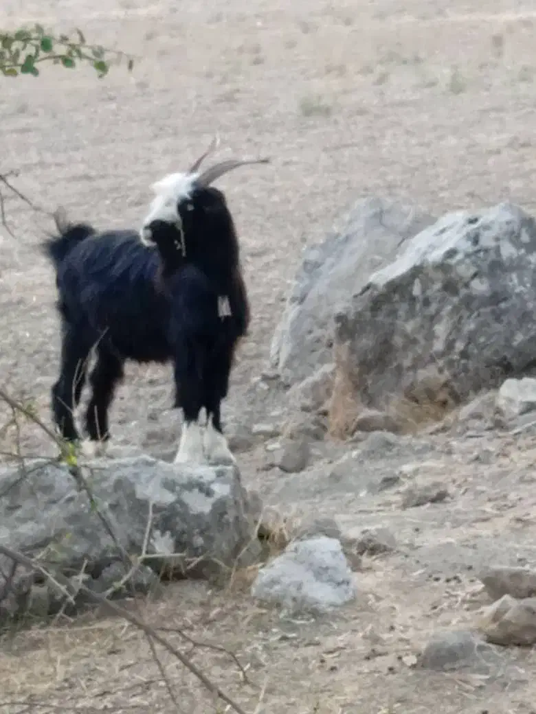 فروش بُز تُرکی|حیوانات مزرعه|لالی, |دیوار