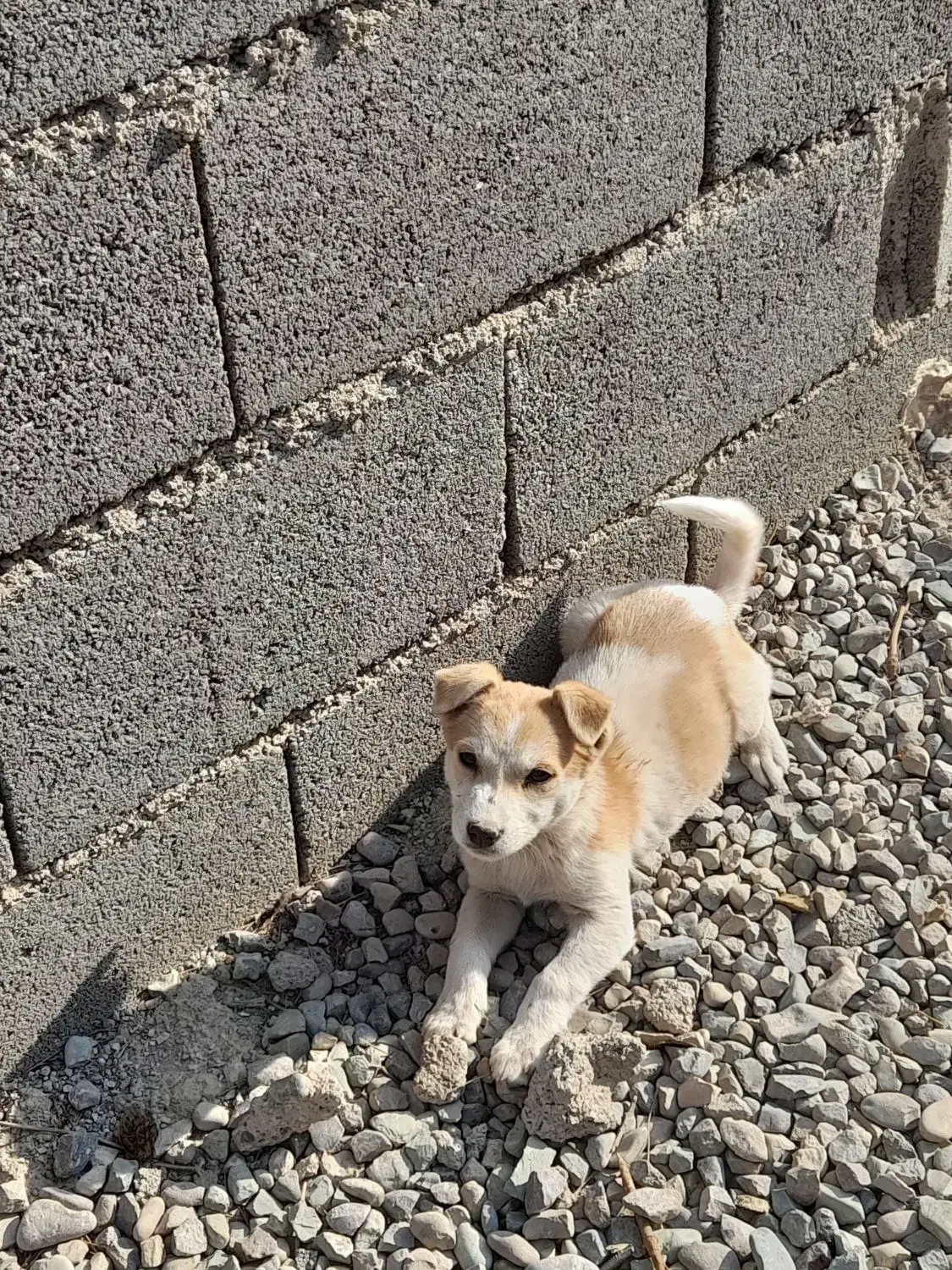 توله سگ پاکوتاه|سگ|پاکدشت, پاکدشت (مامازند)|دیوار