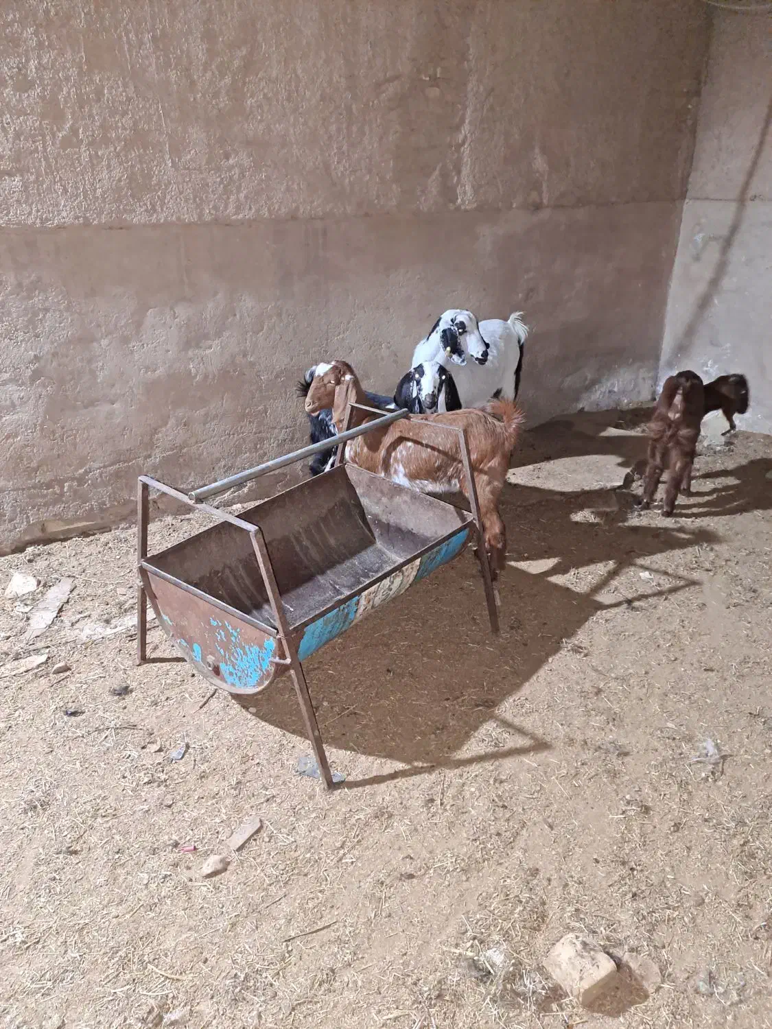 بزوکره|حیوانات مزرعه|یزد, |دیوار