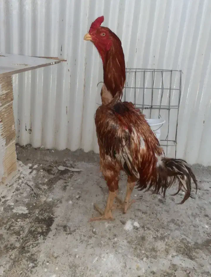 خروس لاری افغان|حیوانات مزرعه|بهارستان, |دیوار