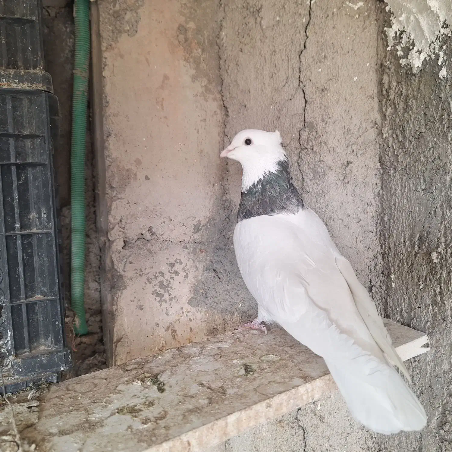 دو جفت طوقی|پرنده|مبارکه, |دیوار