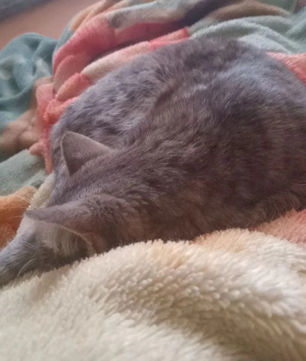 گمشده گربه|حیوانات|بجنورد, |دیوار