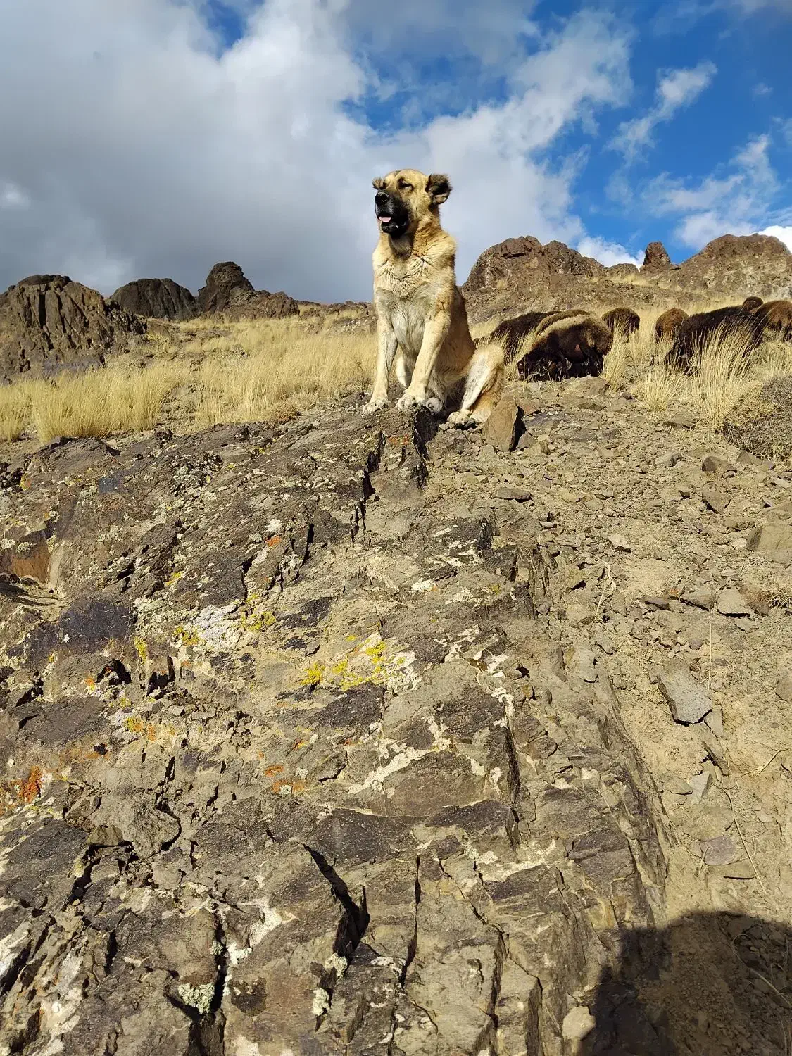 سگ سراب سگ گله|سگ|زنجان, |دیوار