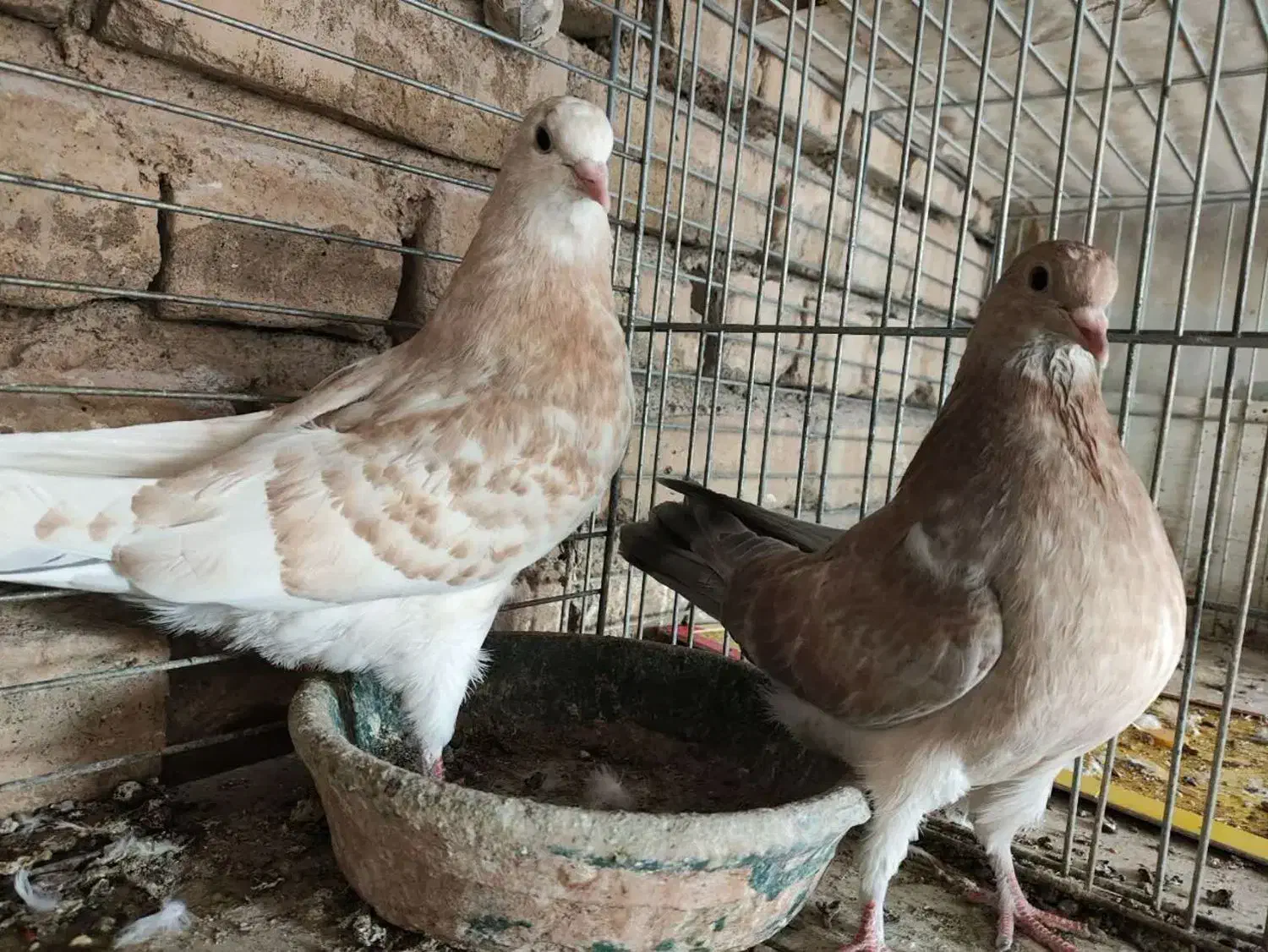 جوجه بعدازظهری بشرط|پرنده|قم, شهرک مهدیه|دیوار