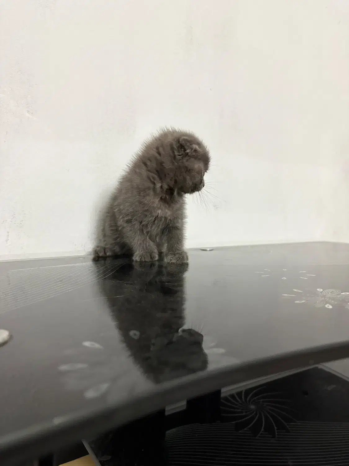 توله اسکاتیش فولد بلو به همراه لوازم|گربه|مشهد, الهیه|دیوار