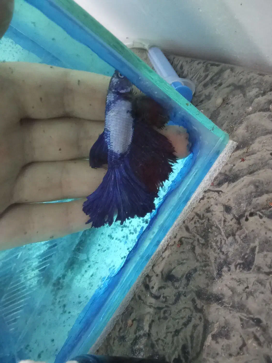 ماهی فایتر|ماهی|تبریز, |دیوار