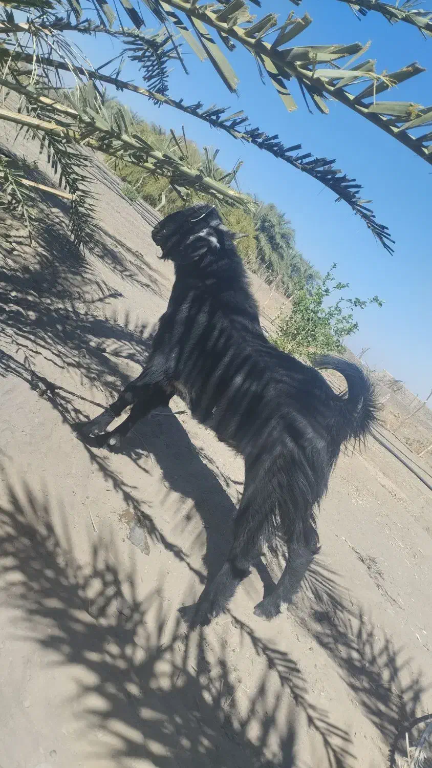 پاچن فروشی دوگرد|سگ|فنوج, |دیوار