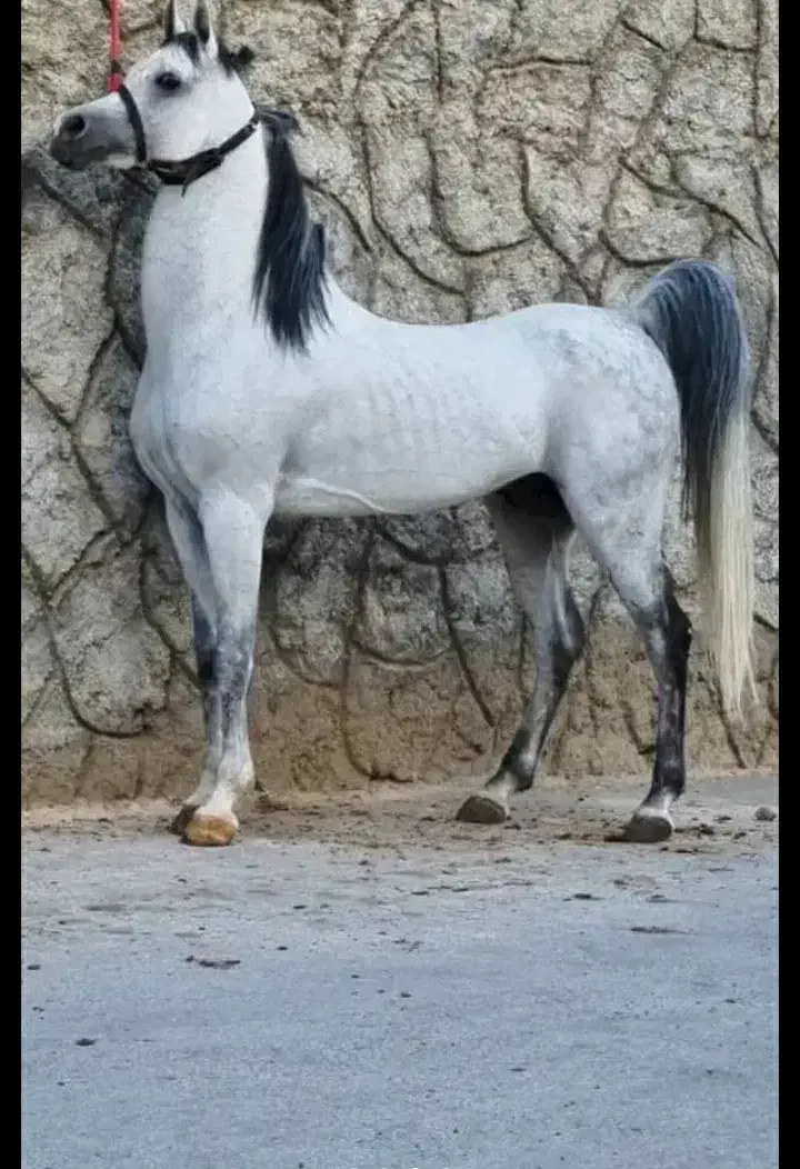 سیلمی عرب|اسب و تجهیزات اسبسواری|بجنورد, |دیوار