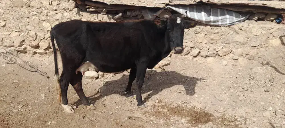 گاو|حیوانات مزرعه|لوداب, |دیوار