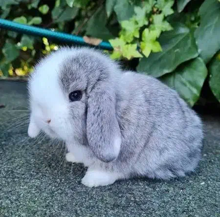 خرگوش مینی لوپ بلو با شناسنامه و واکسن|موش و خرگوش|اصفهان, شهشهان|دیوار