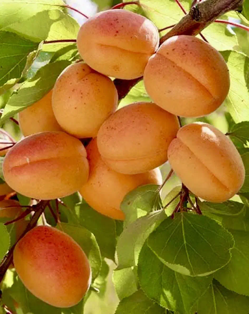 نهالستان سهند بزرگترین تولید کننده نهال|خدمات باغبانی و درختکاری|یزد, |دیوار