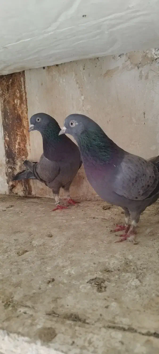 کبوتر پرشی آنتیک|پرنده|محمدشهر, محمدشهر|دیوار