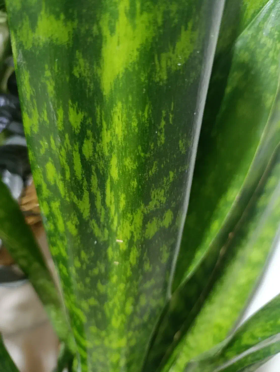 گل سانسوریا پوست ماری اصیل سایز بزرگ|گل و گیاه طبیعی|تهران, حشمتیه|دیوار