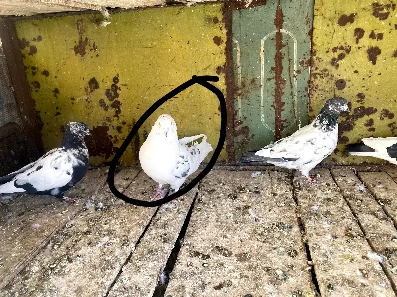 کبوتر فروشی|پرنده|بسطام, |دیوار