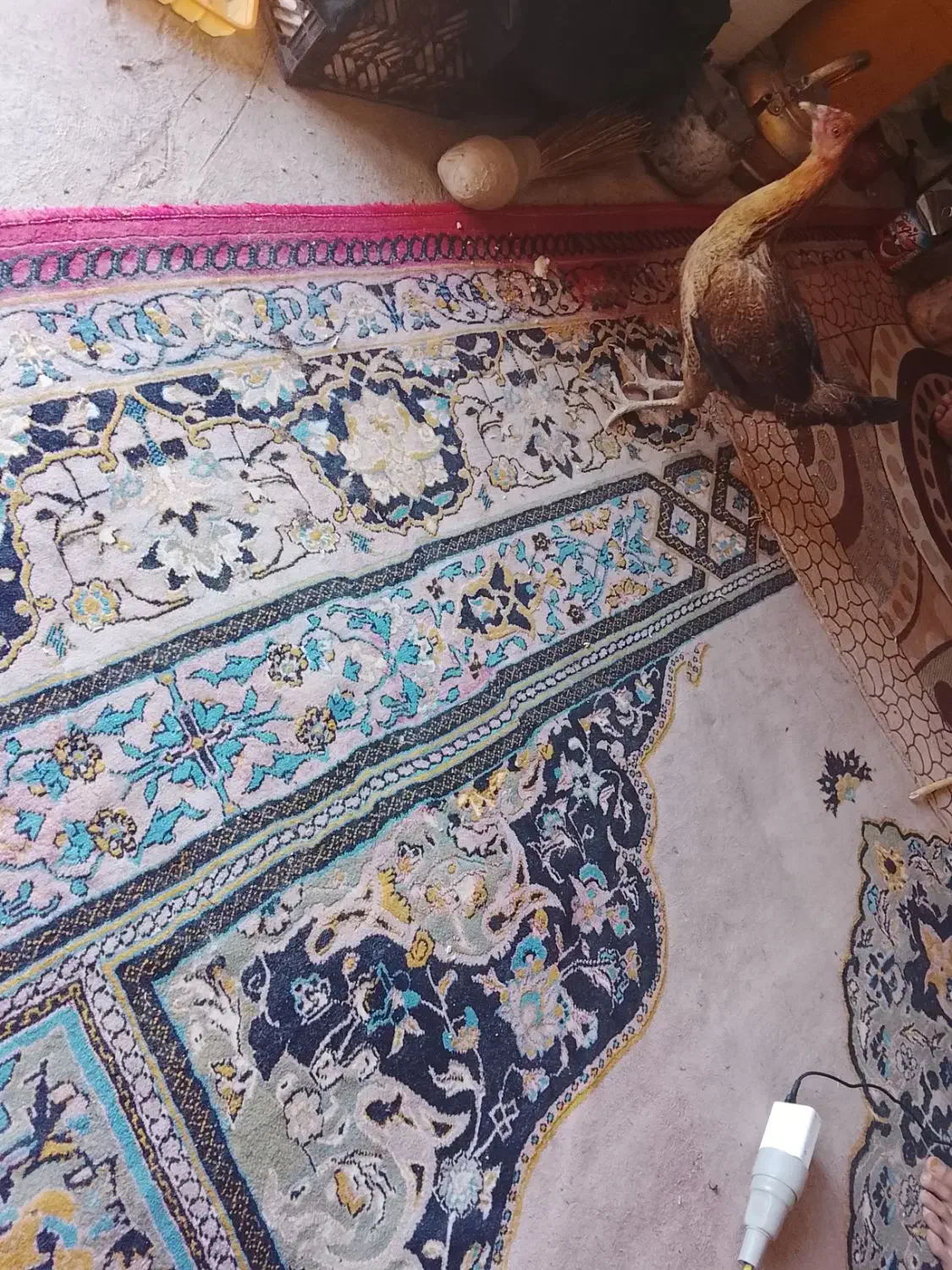 جوجه محلی|حیوانات مزرعه|هامون, |دیوار