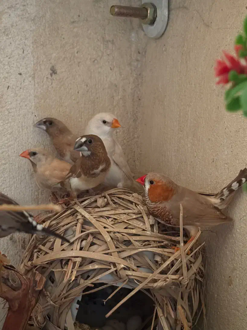 فنج ستاره ای|پرنده|قشم, |دیوار