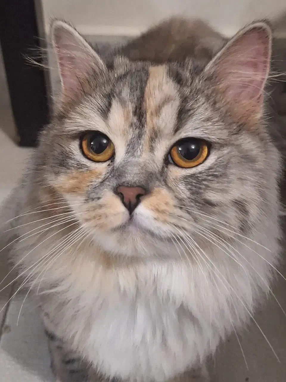 گربه برتیش|گربه|تهران, شهرک طالقانی|دیوار