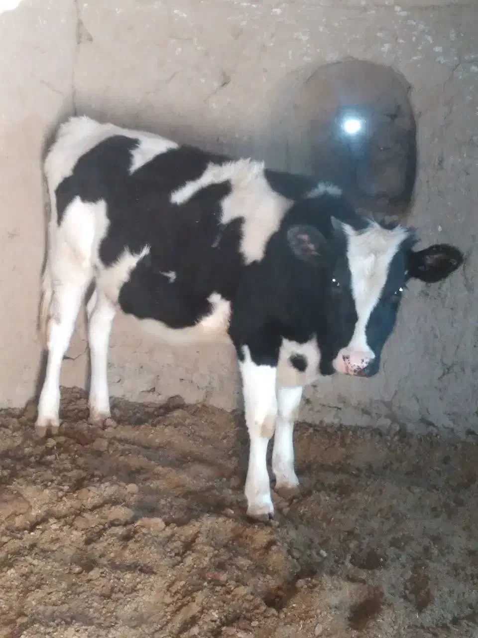 گوساله ماده|حیوانات مزرعه|مود, |دیوار