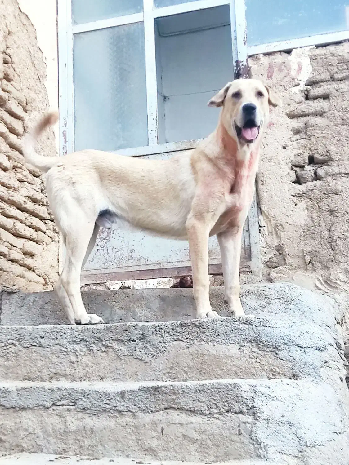 گمشده|حیوانات|خمین, |دیوار