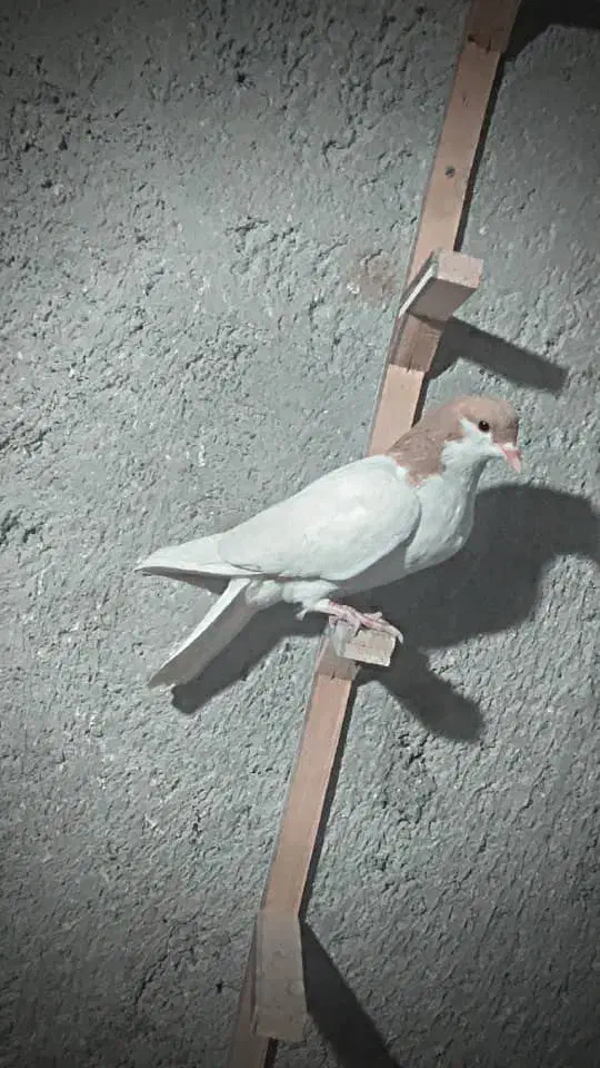 جفت خال عروسک شقه|پرنده|گلبهار, شهر جدید گلبهار|دیوار