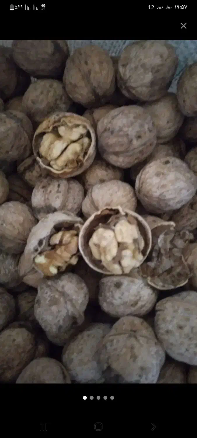 گردو|خوردنی و آشامیدنی|سروآباد, |دیوار