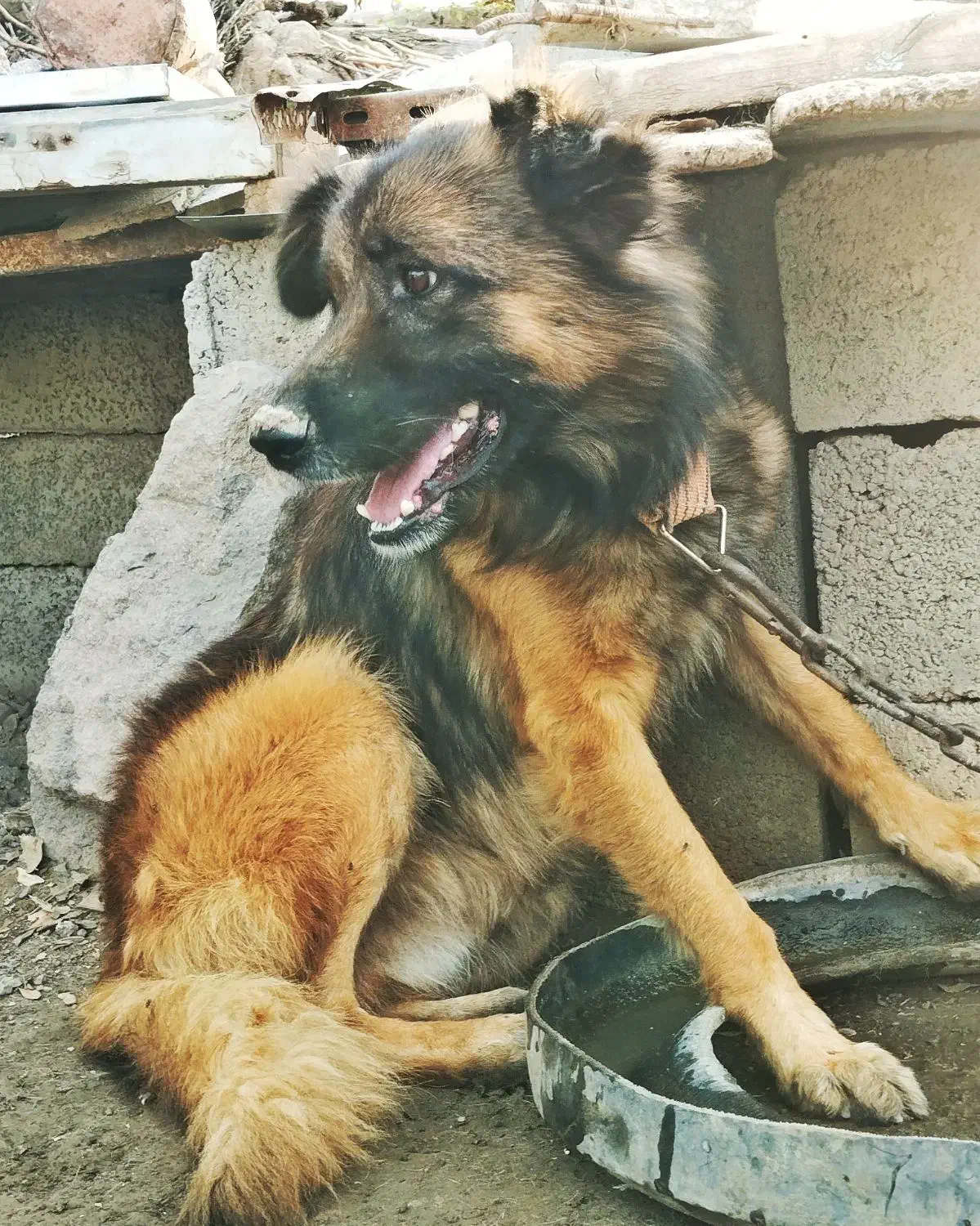 دو قلاده سگ، ژرمن و سرابی|سگ|مرادلو, |دیوار