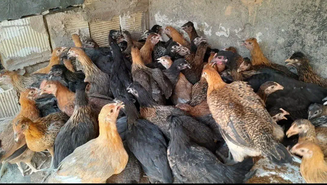 جوجه مرغ بومی قلم سبز سه ماهه|حیوانات مزرعه|برخوار, |دیوار