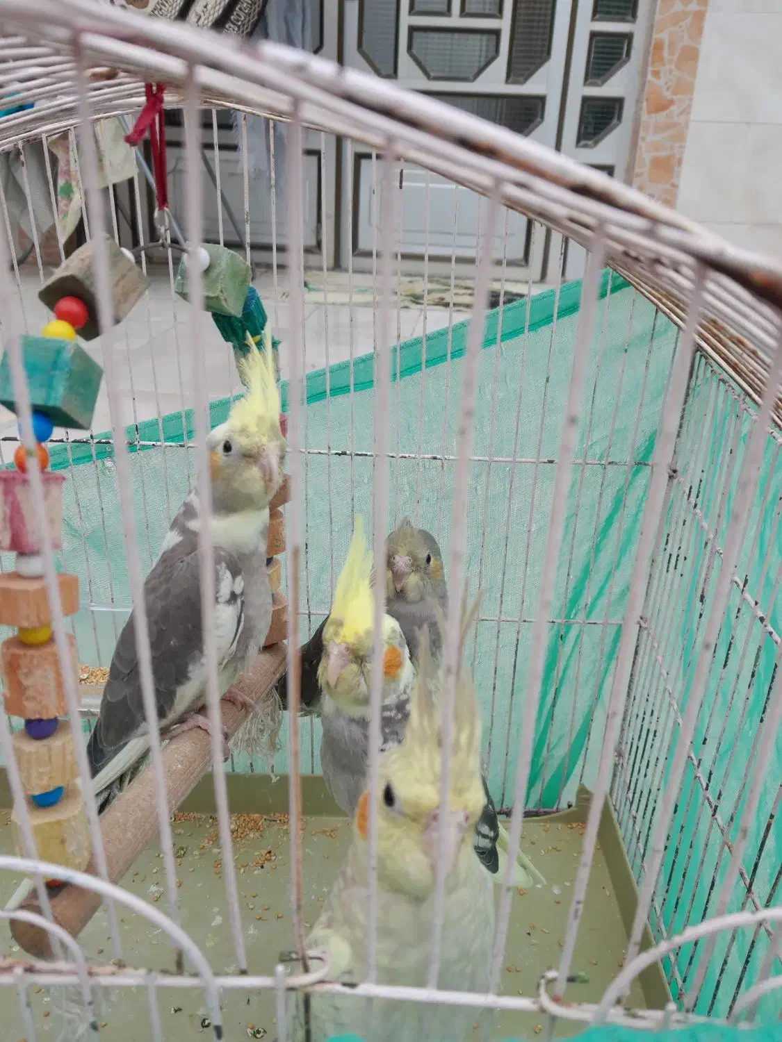 عروس هلندی|پرنده|مزرعه کتول, |دیوار