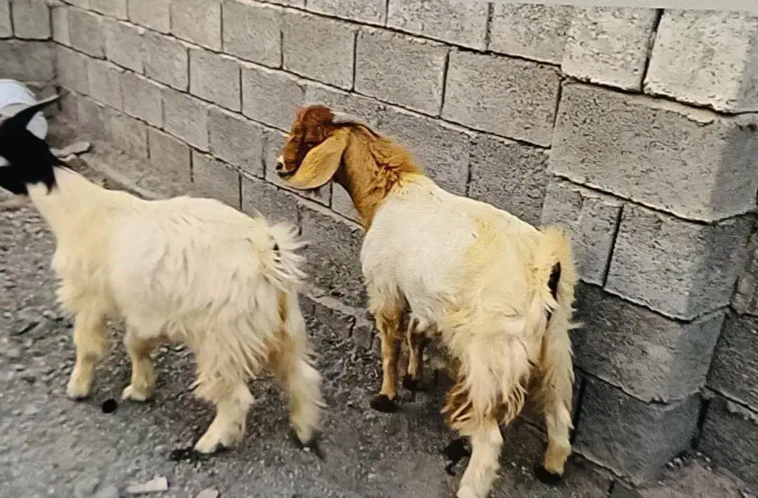 چپشت|حیوانات مزرعه|کهنوج, |دیوار