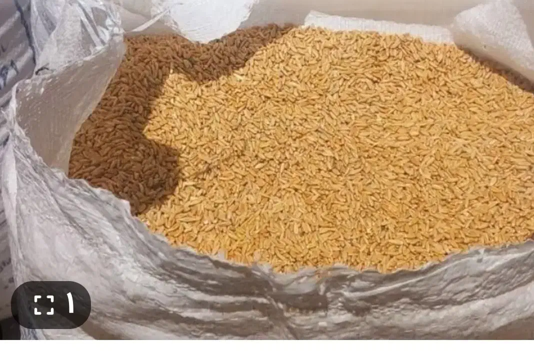 گندم دیم امریکایی|گل و گیاه طبیعی|شراء, |دیوار