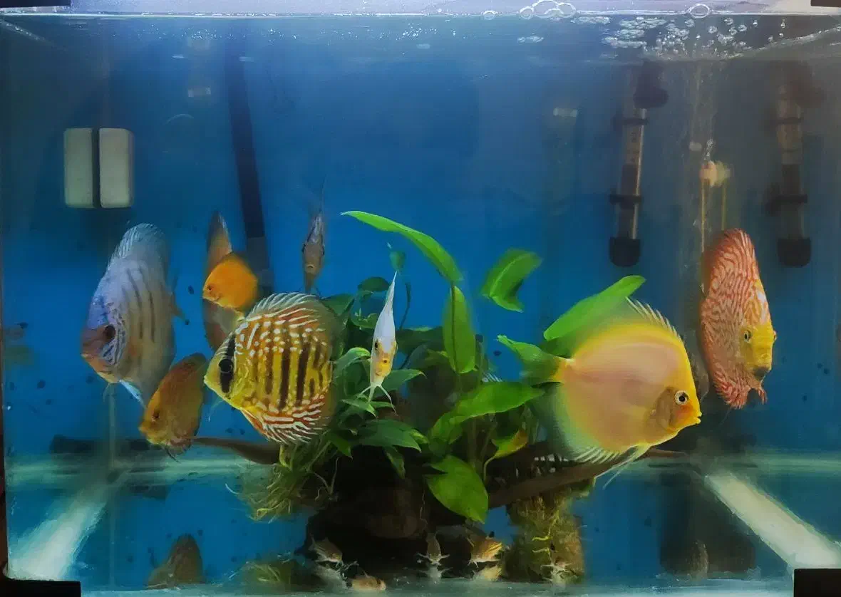 ماهی دیسکس و فیلتر سطلی سرا و آنابیاس|ماهی|تهران, پونک|دیوار