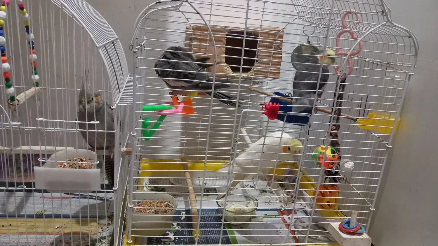 یک جفت عروس هلندی بادوتاجوجه 2ساله و2ماهه|پرنده|آستانه اشرفیه, |دیوار