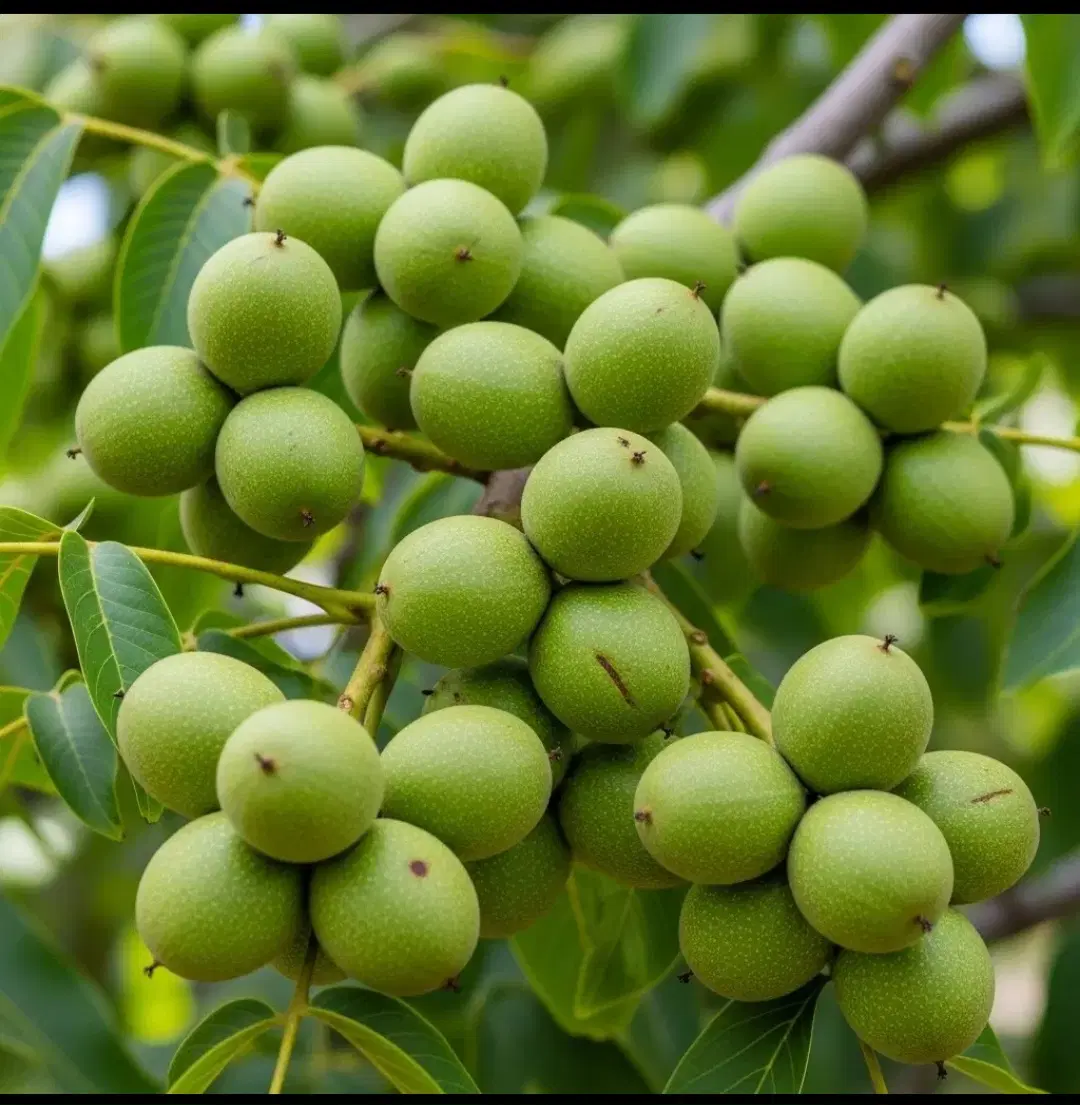 گردو|گل و گیاه طبیعی|سیرجان, |دیوار
