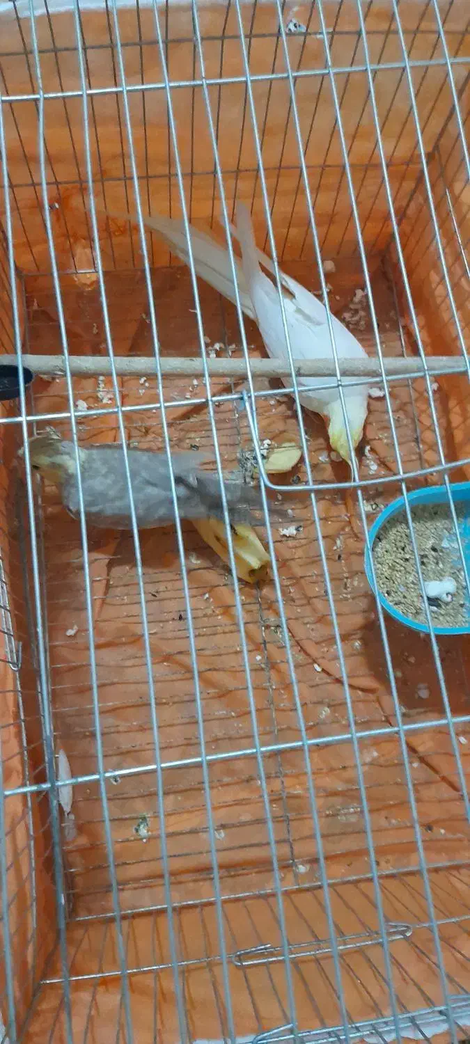 عروس هلندی|پرنده|تکاب, |دیوار