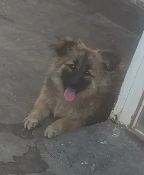 لاس|سگ|نجف‌آباد, امام خمینی|دیوار