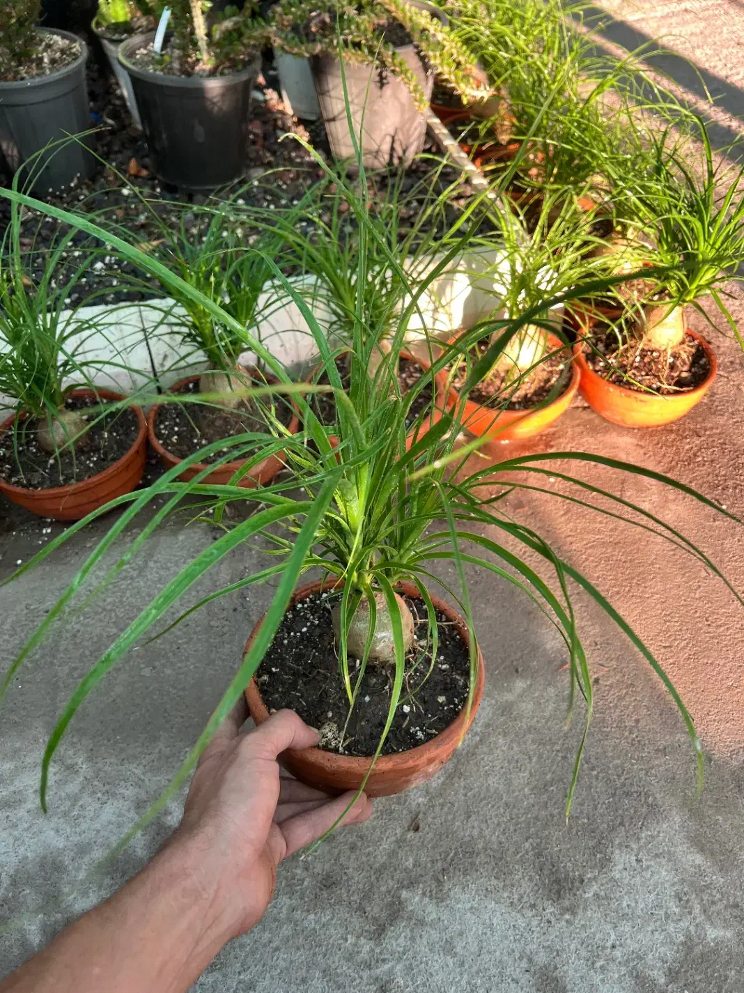 گل لیندا بونسای|گل و گیاه طبیعی|رشت, بیجارپس|دیوار