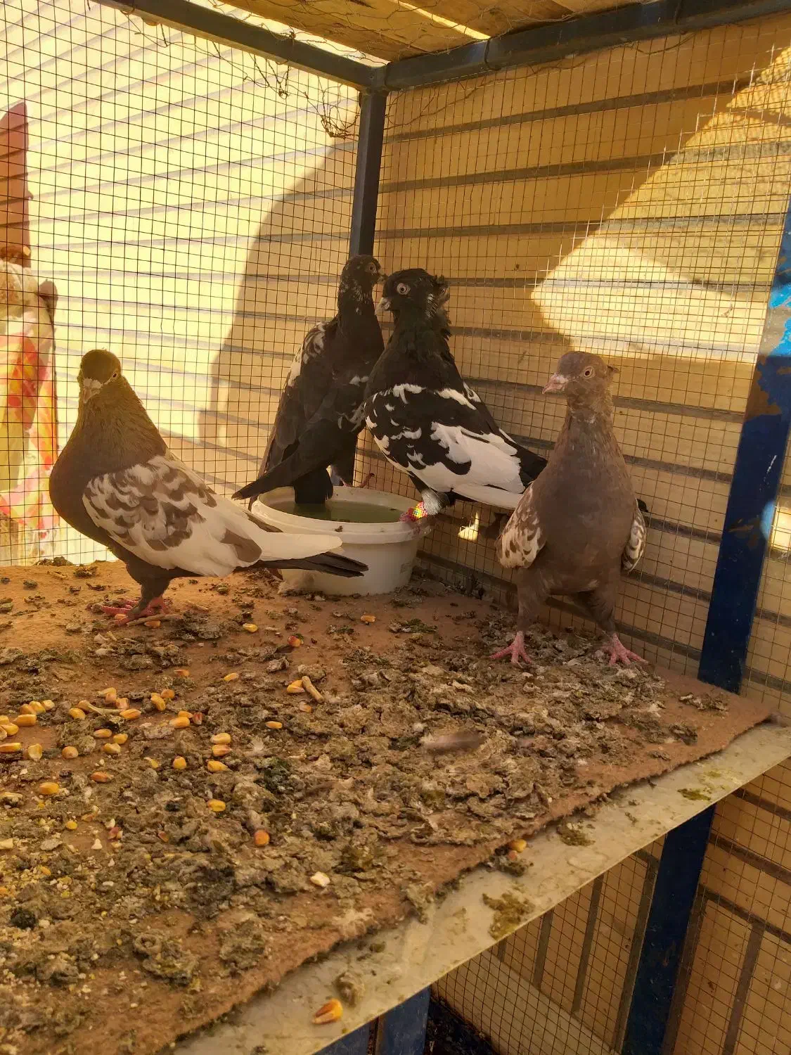 کبوتر سینه ای|پرنده|فولادشهر, باغشاد|دیوار