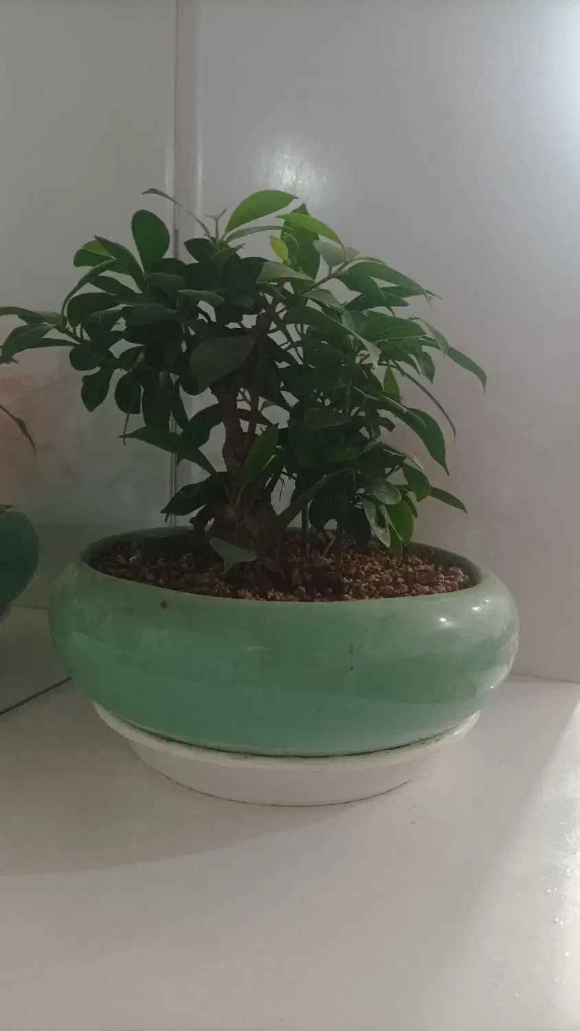 گیاه بنسای|گل و گیاه طبیعی|مشهد, شهرک امام هادی (شهرک غرب)|دیوار