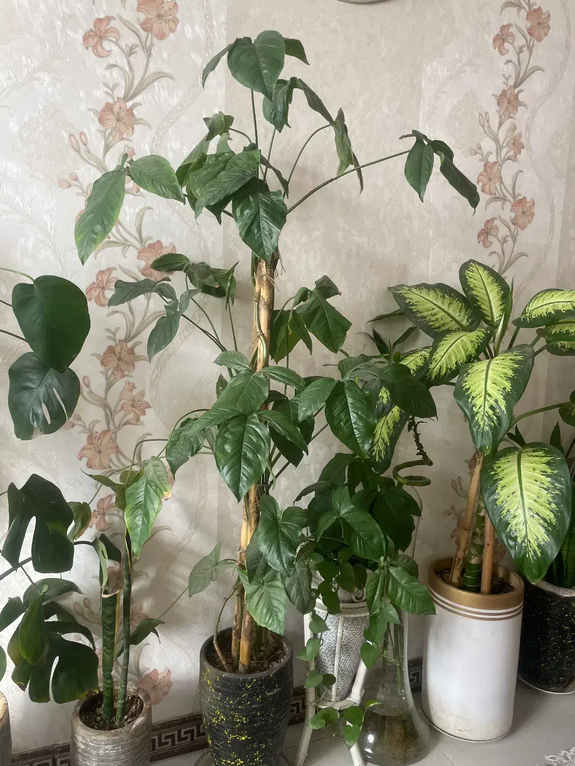 گل آپارتمانی گلدونی|گل و گیاه طبیعی|کرج, کمالشهر|دیوار