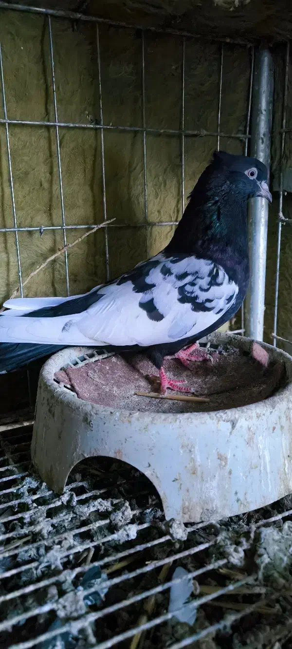 سینه سیاه|پرنده|سوسنگرد, |دیوار