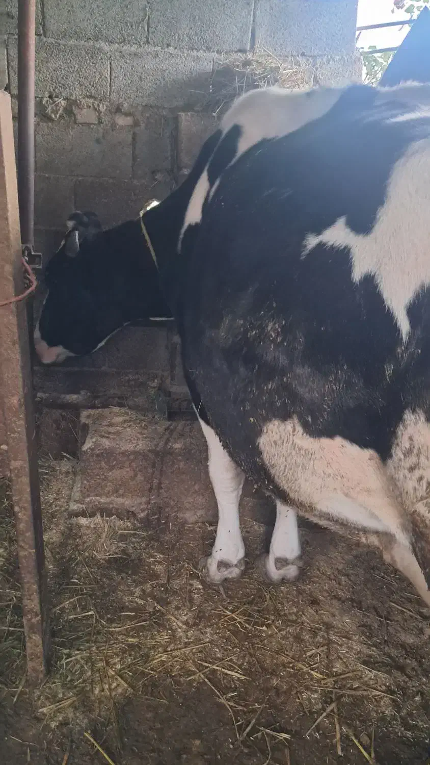 گاو گاوشیری|حیوانات مزرعه|کتالم و سادات شهر, |دیوار