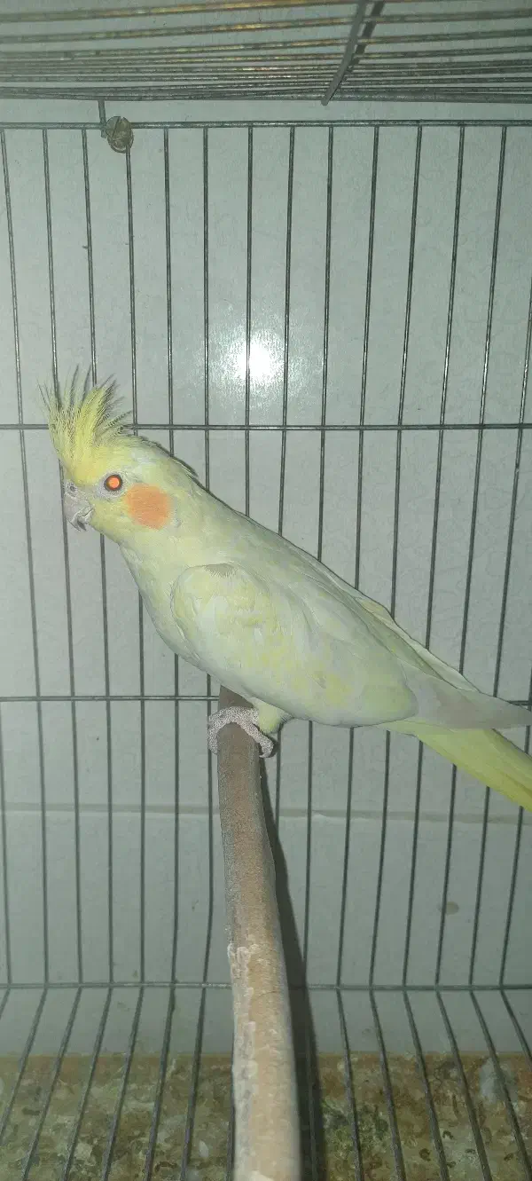 عروس هلندی ماده مست پاد ویپ|پرنده|رفسنجان, |دیوار