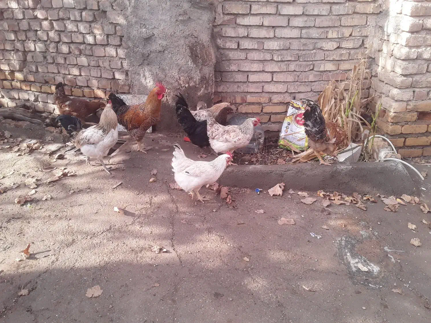 مرغ و خروس جوان|حیوانات مزرعه|خرمدشت, |دیوار