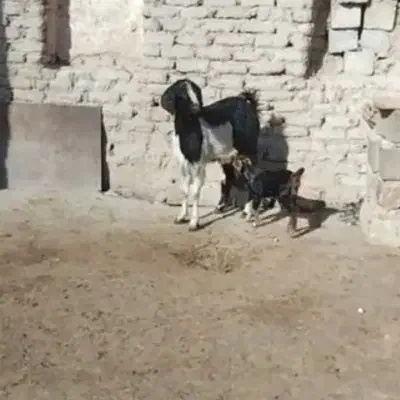 فروش بز جوان|حیوانات مزرعه|سقز, |دیوار