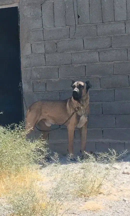 سگ ایرانی|سگ|ملکان, |دیوار