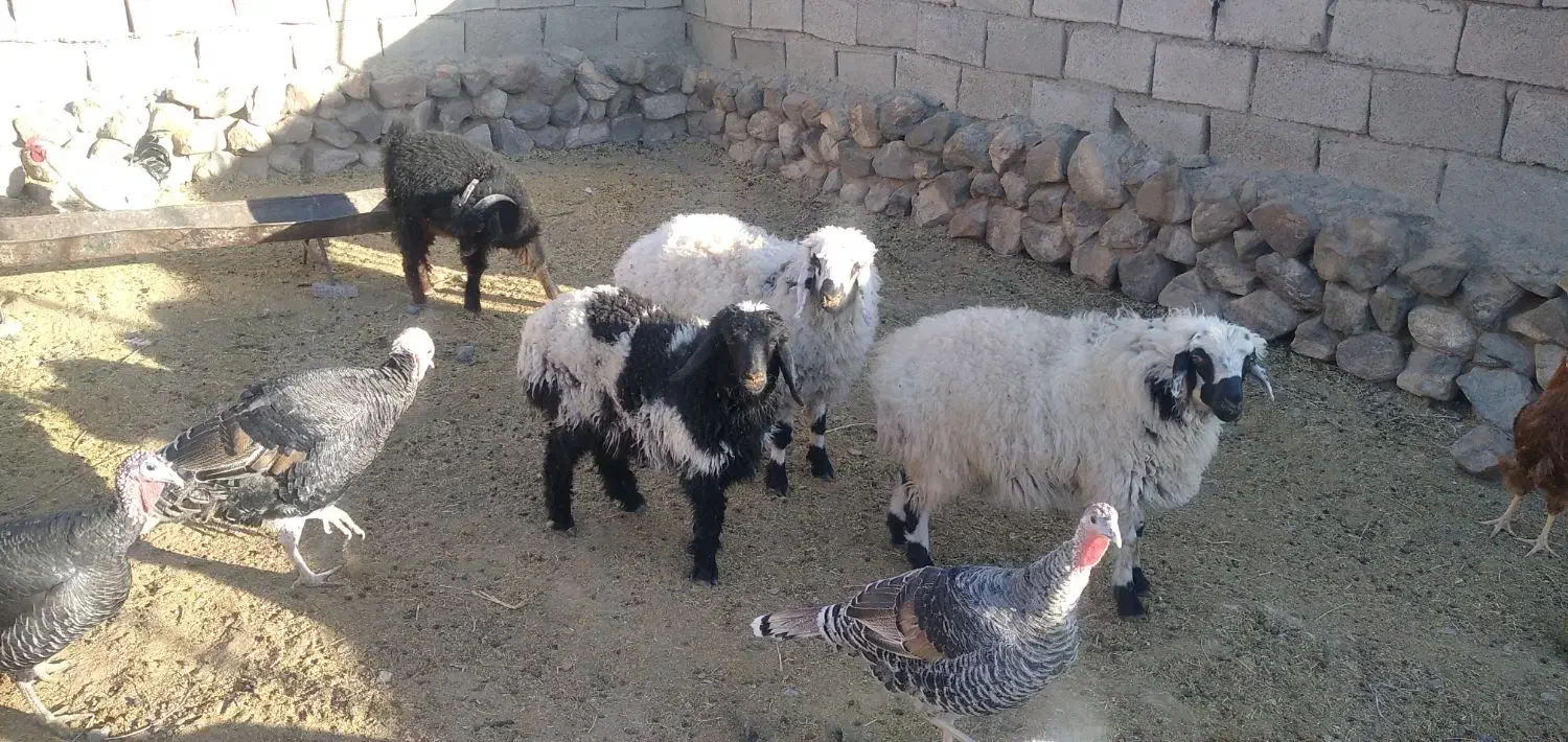 گوسفند فروشی|حیوانات مزرعه|سربیشه, |دیوار