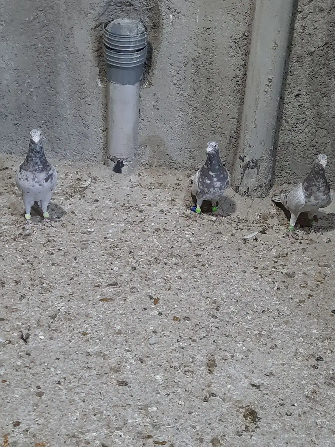 سرور خوشگل|پرنده|ارژن, |دیوار